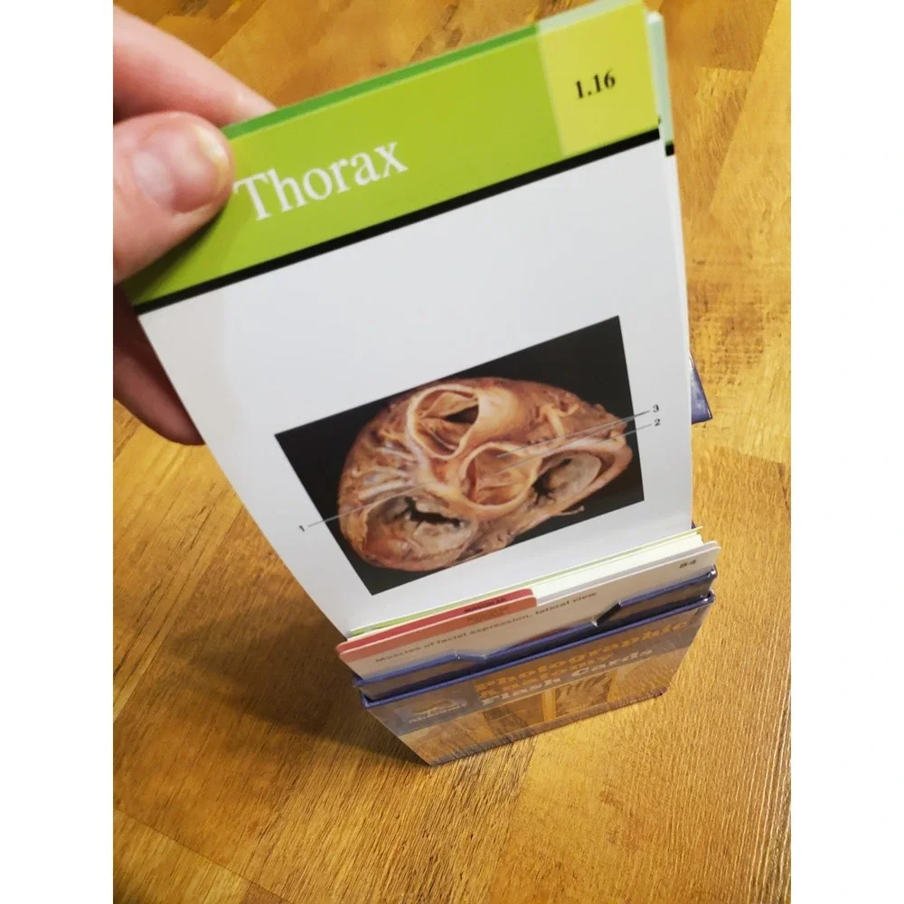 Rohen's Photographic Anatomy Flash Cards by Vilensky for Doctor Nursing Medical